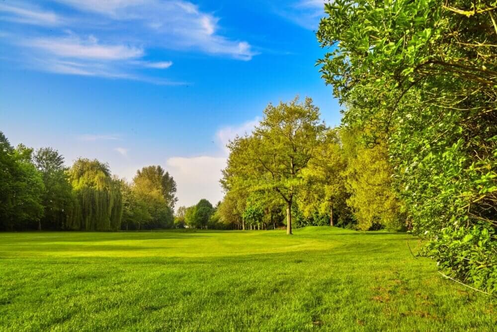 A lush green meadow with trees under a bright blue sky with scattered clouds. - Home Instead