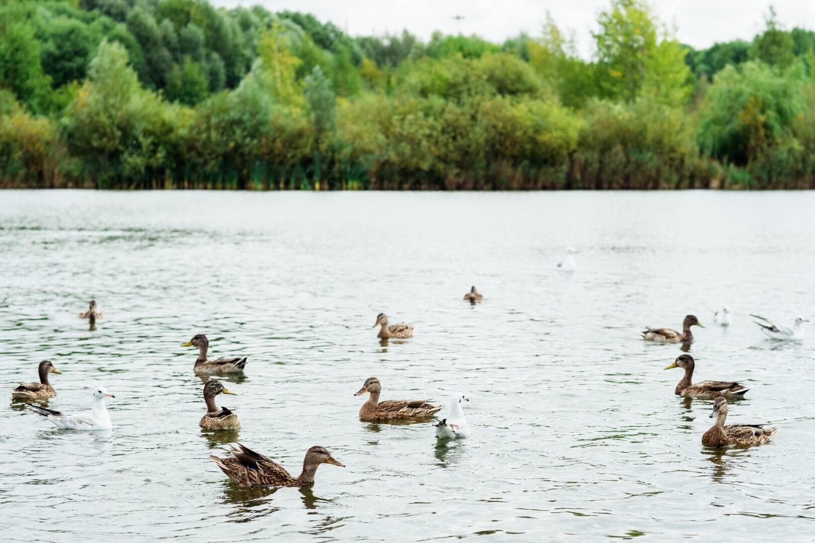 Fun Places To Feed The Ducks Around Southampton