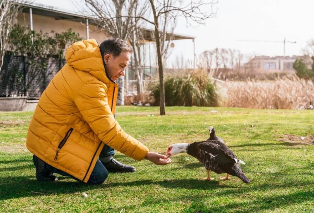 A man in a yellow jacket kneels on grass, feeding a black and white duck in a park. - Home Instead