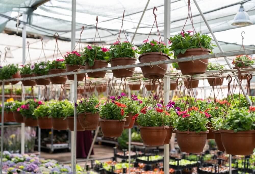 Hanging flower pots with colorful blooms in a greenhouse, with various plants and trays in the background. - Home Instead