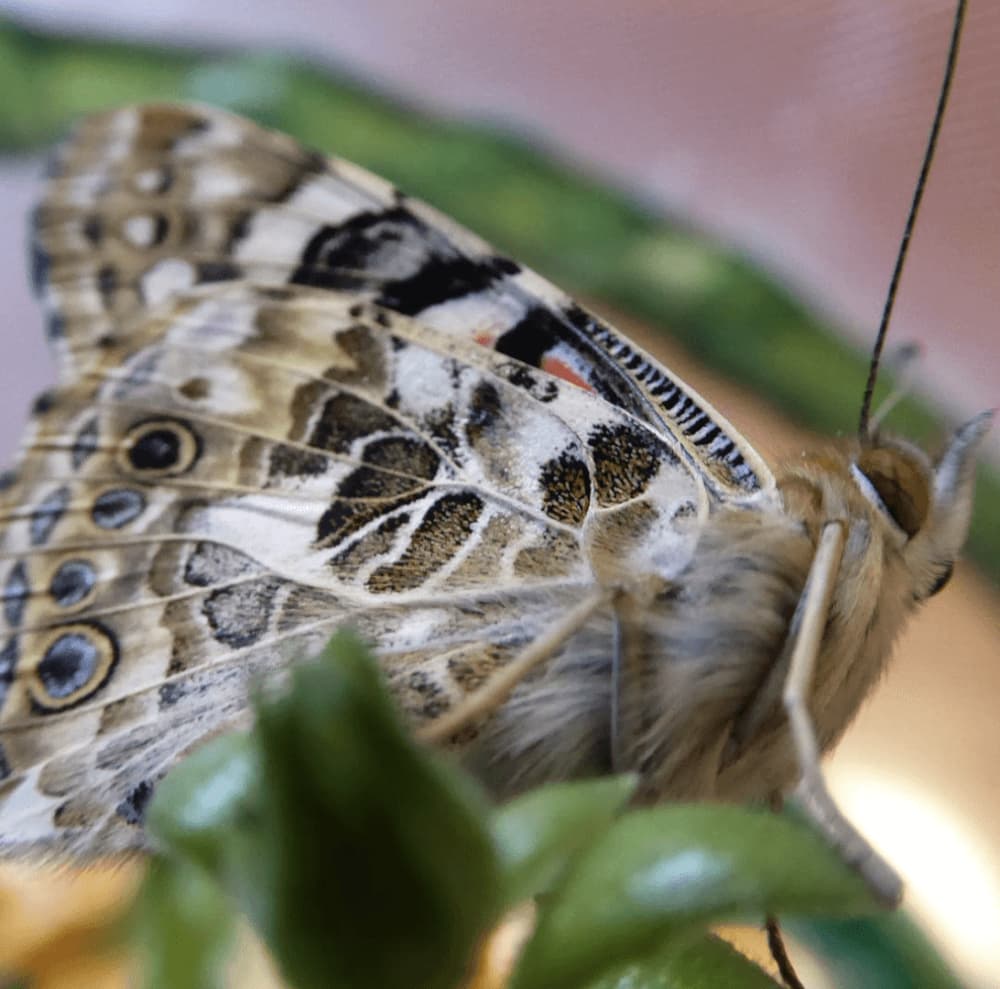 Close-up of a butterfly with detailed wing patterns and antennae, perched on a green leaf. - Home Instead