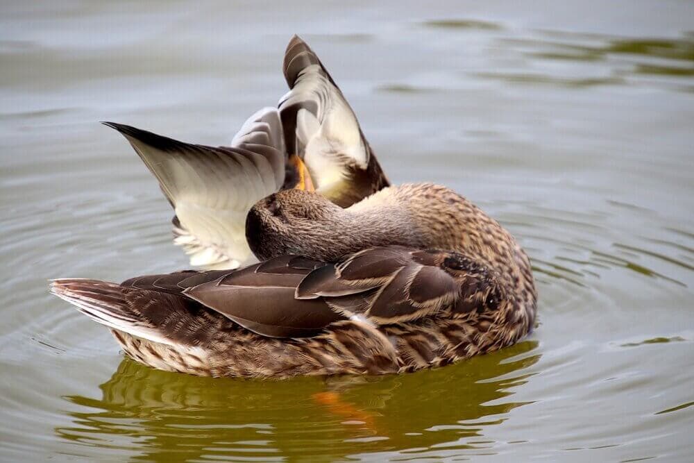A duck cleaning its feathers in a body of water, creating ripples around it. - Home Instead