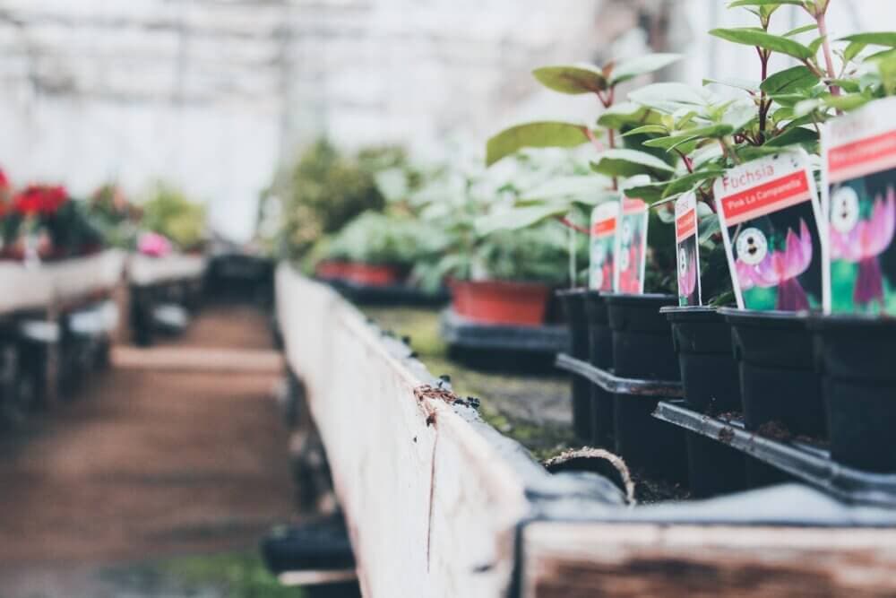 Close-up of potted plants with labels in a garden centre greenhouse, with a wooden shelf and blurred background. - Home Instead