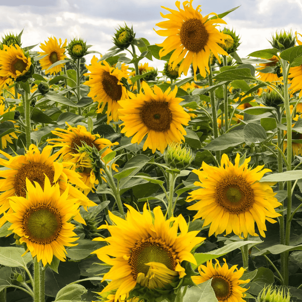 A field of vibrant yellow sunflowers in full bloom with green leaves under a partly cloudy sky. - Home Instead