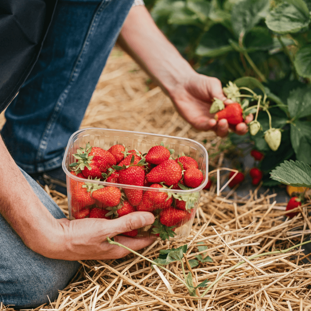 Person harvesting strawberries, holding a container full of freshly picked strawberries in a garden bed. - Home Instead