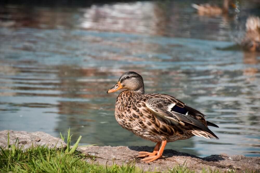 A duck with brown and black feathers stands on the grass by a calm body of water. - Home Instead