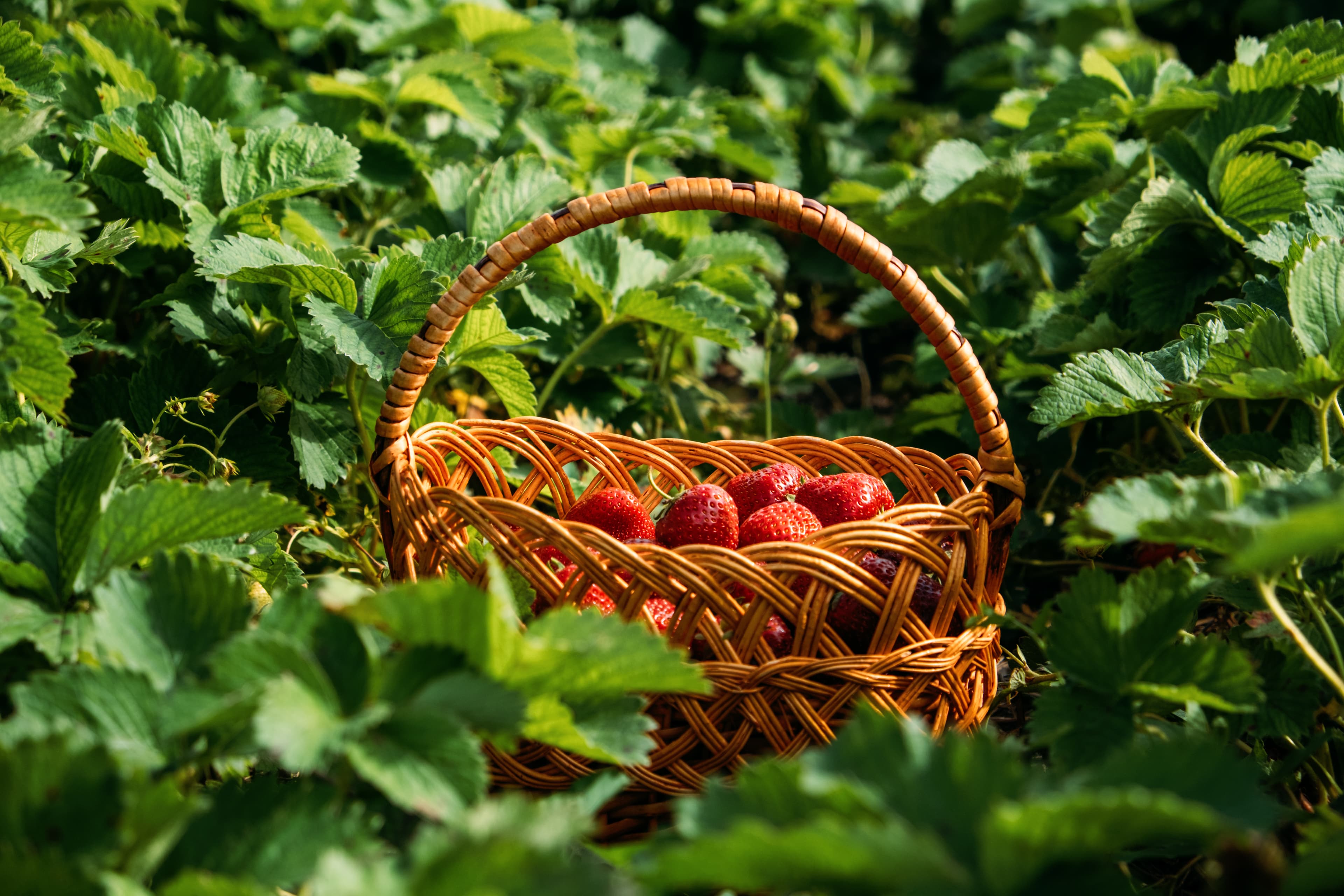 Ageless Adventures at Strawberry Fields in Lifton near Launceston