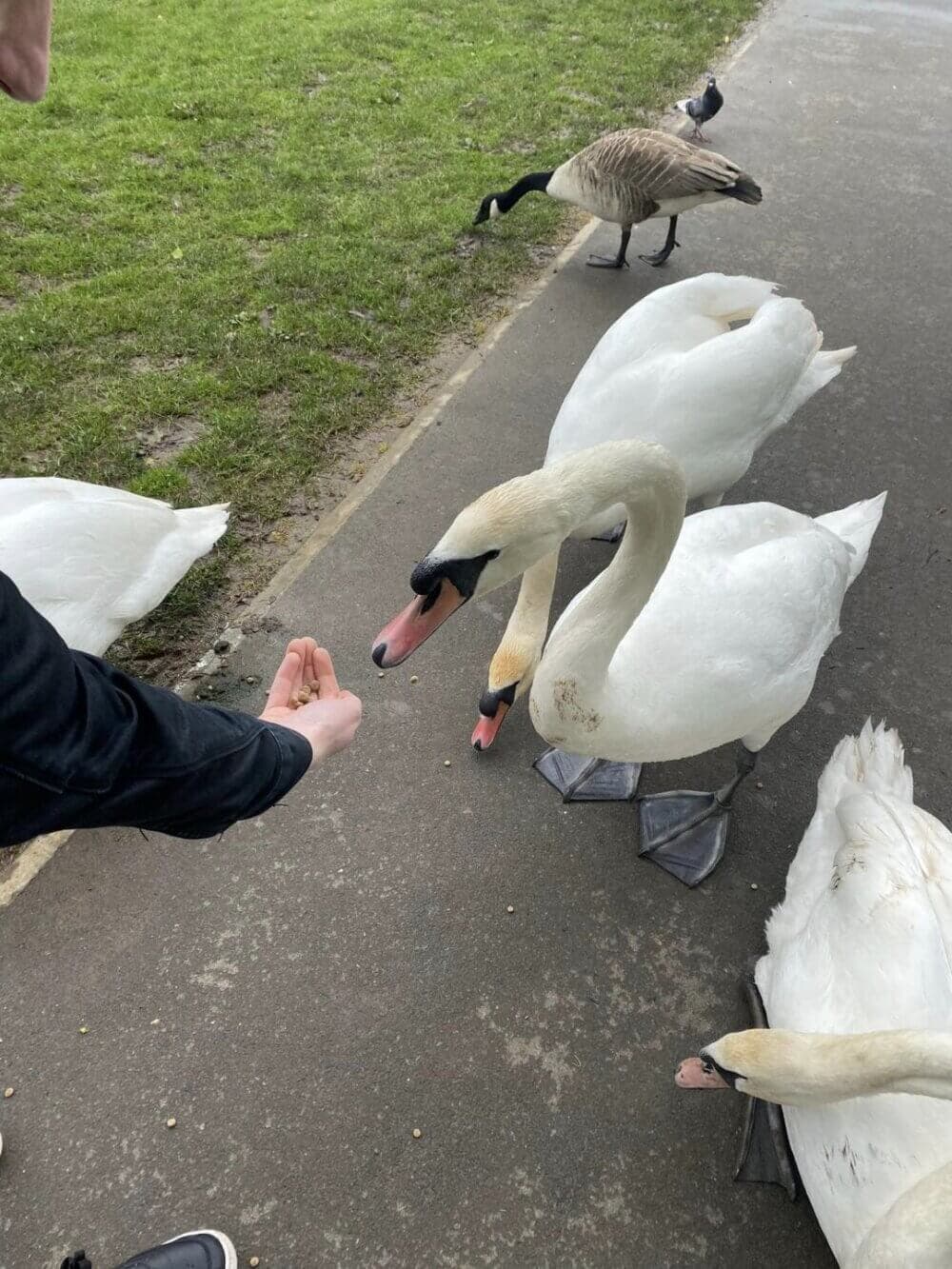 Person feeding a group of swans and a goose on a paved path next to a grassy area. - Home Instead