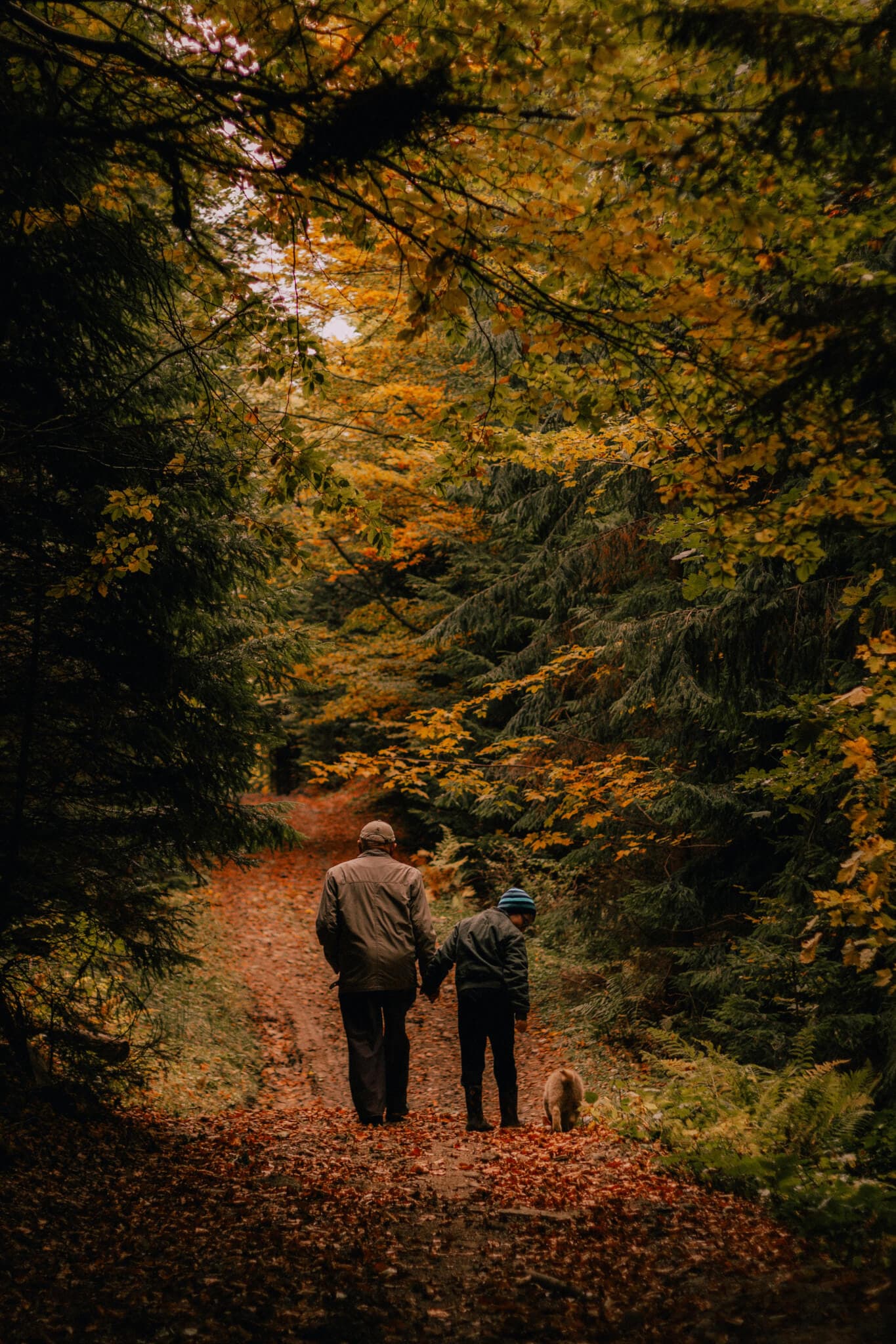 Two people, one elderly and one young, walk a dog on a leaf-covered forest path surrounded by autumnal trees. - Home Instead