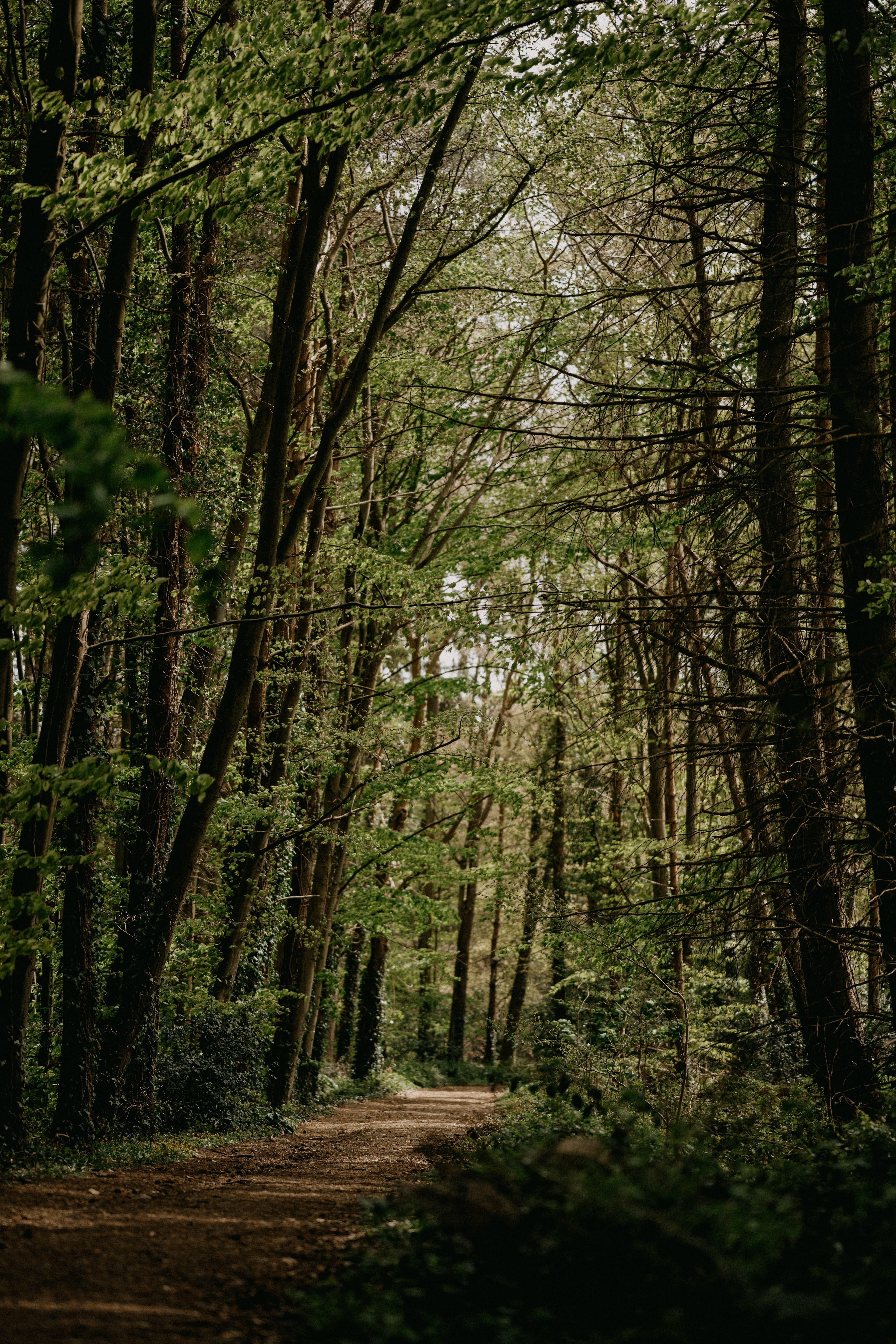 Forest path