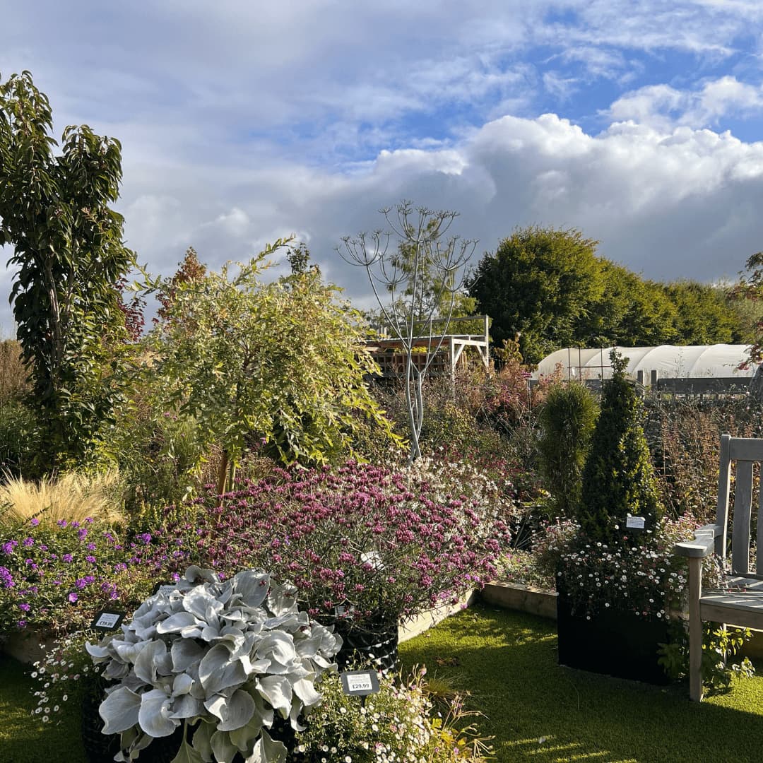 A garden with diverse plants and flowers. Trees and bushes in the background under a partly cloudy sky. - Home Instead