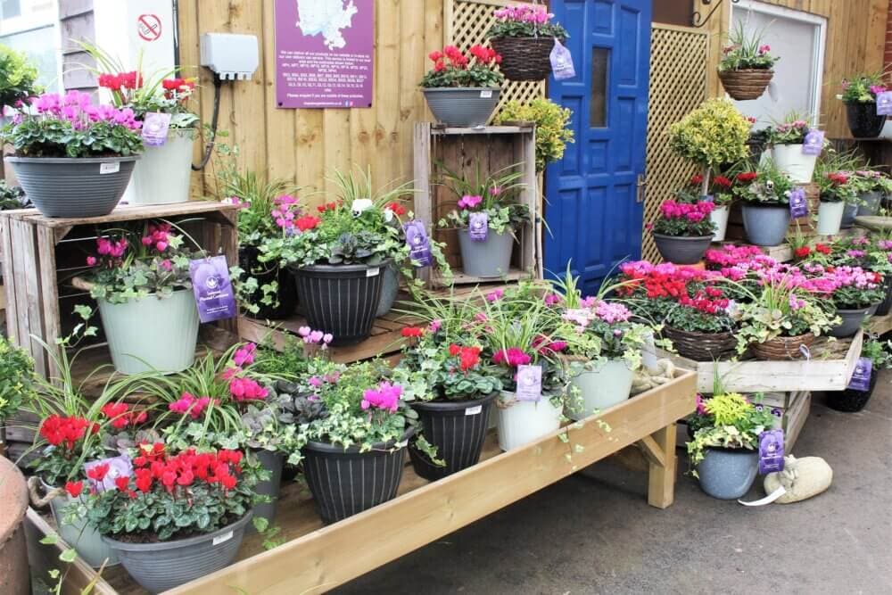 Display of various potted flowers on wooden shelves and crates outside a shop with a blue door in the background. - Home Instead