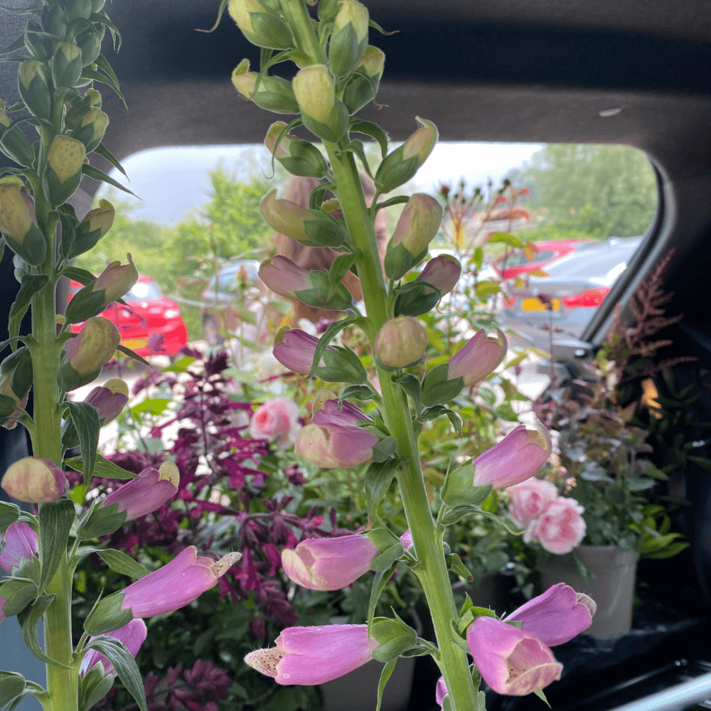 Close-up of purple flowers in a car trunk, with parked cars and greenery visible in the background. - Home Instead