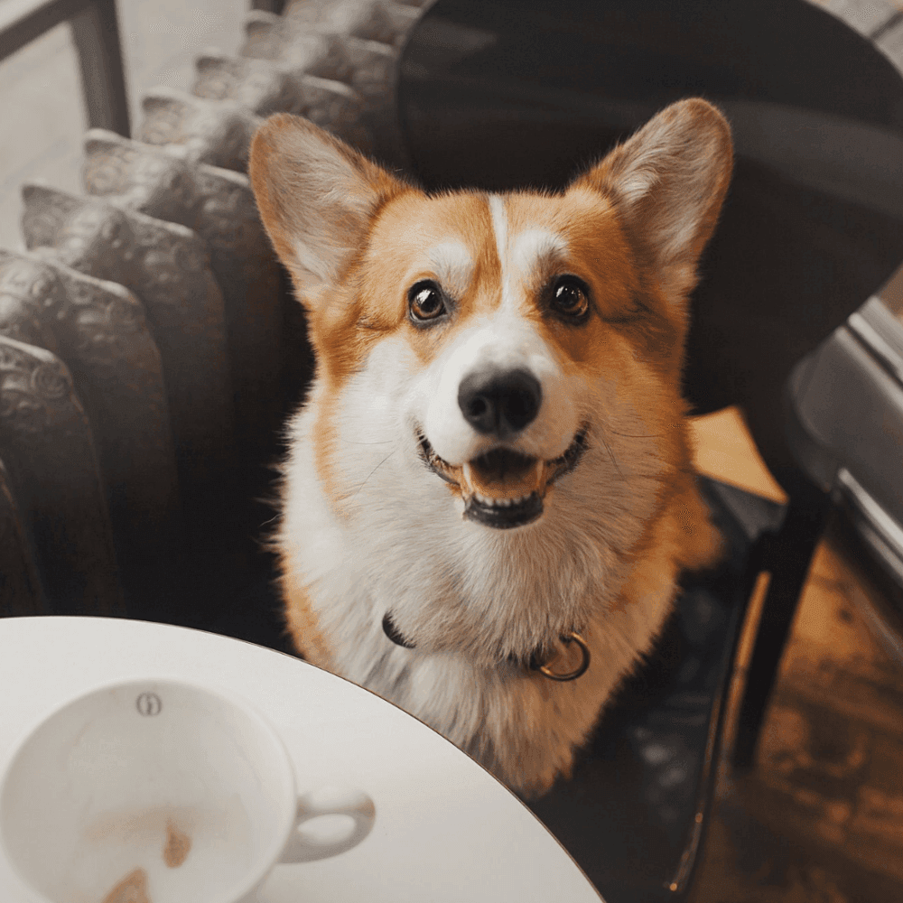 A corgi with a happy expression sits by a table with an almost-empty cup of coffee in front of it. - Home Instead