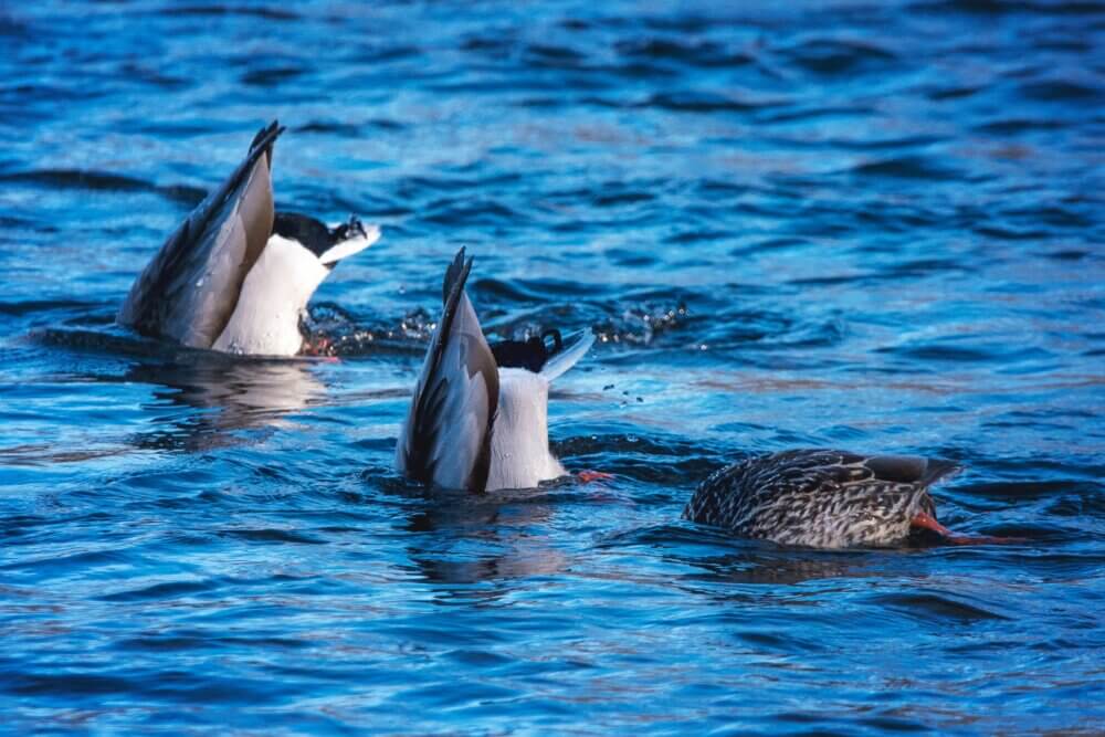 Three ducks diving in water with their tails sticking up, creating ripples on a bright blue lake. - Home Instead