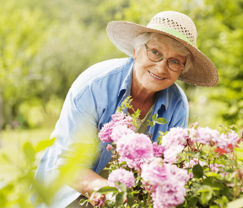 Elderly woman wearing a straw hat and glasses tends to blooming pink flowers in a garden. - Home Instead