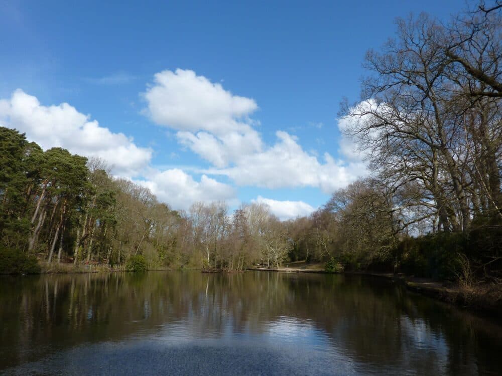 A calm lake surrounded by trees under a blue sky with scattered white clouds. - Home Instead