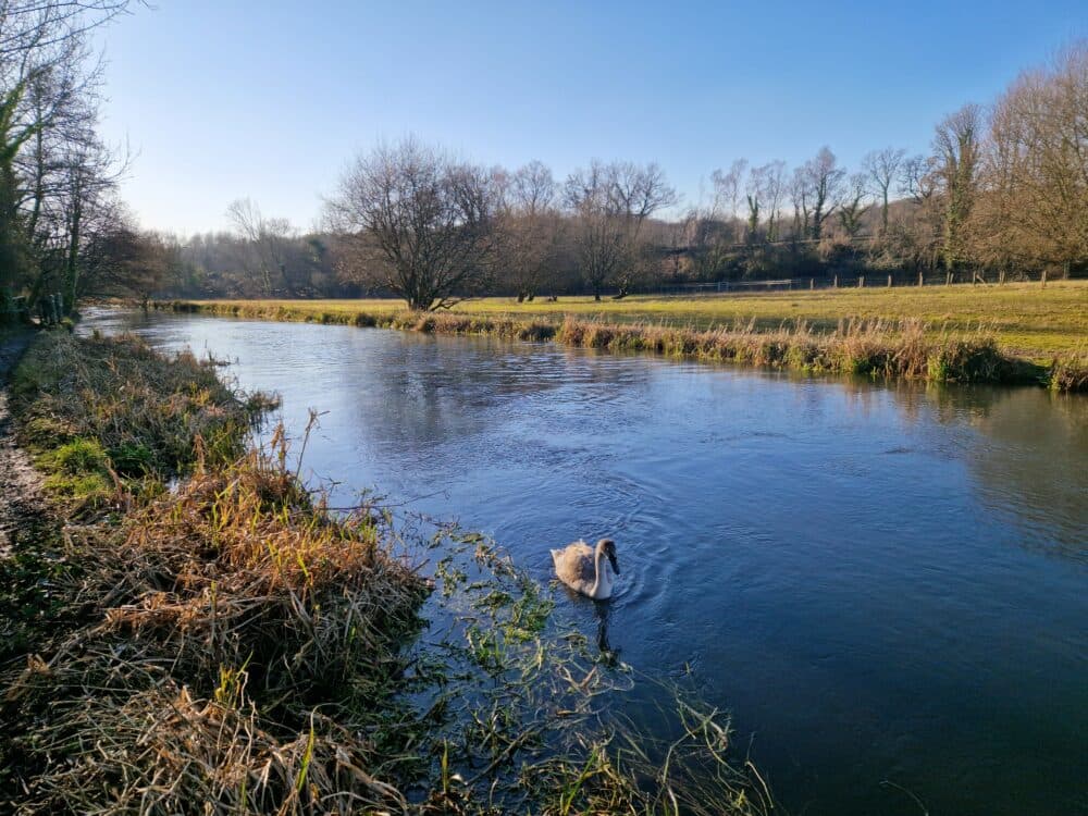 River with duck on - Home Instead