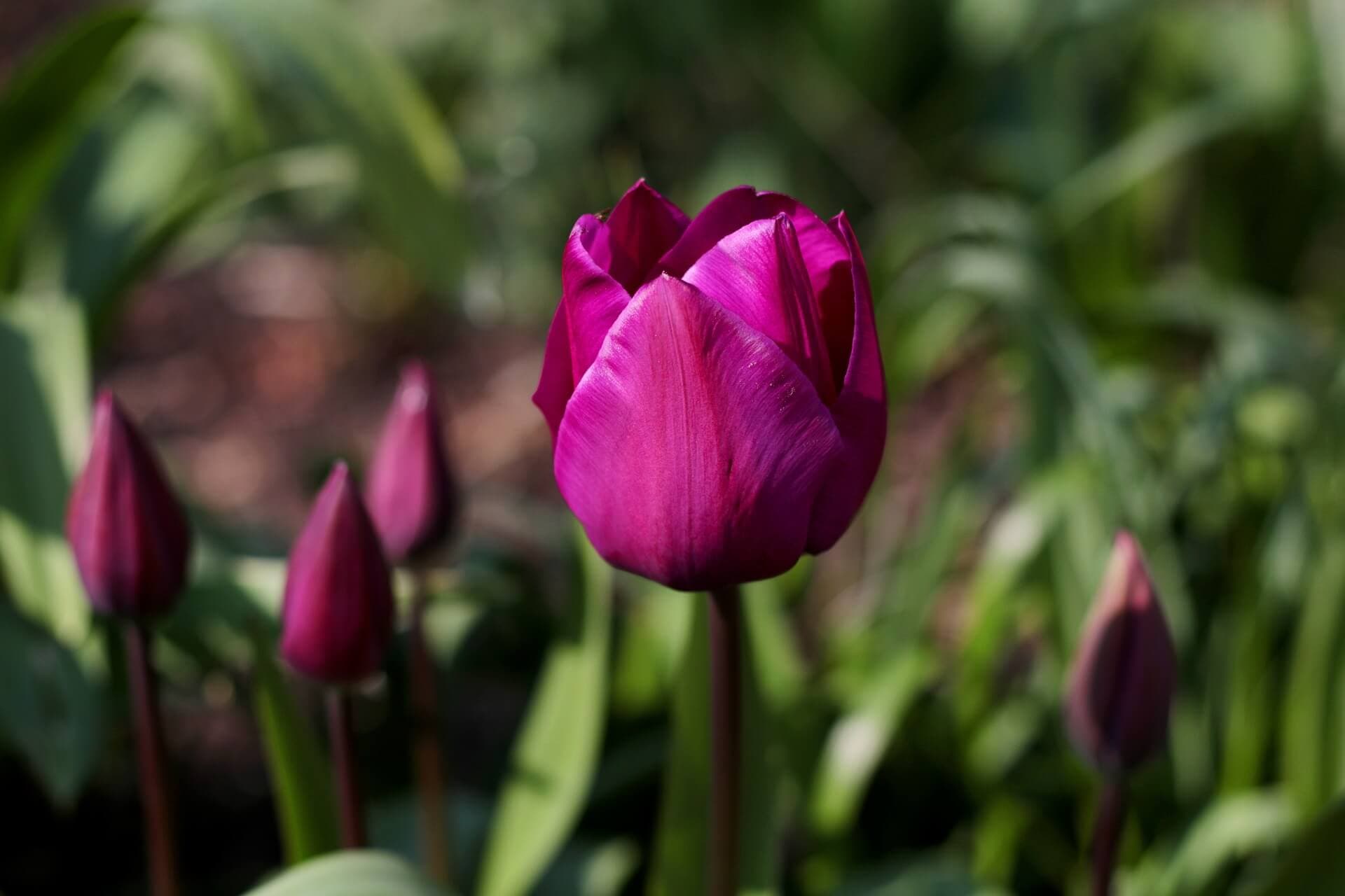 charity tribute fund