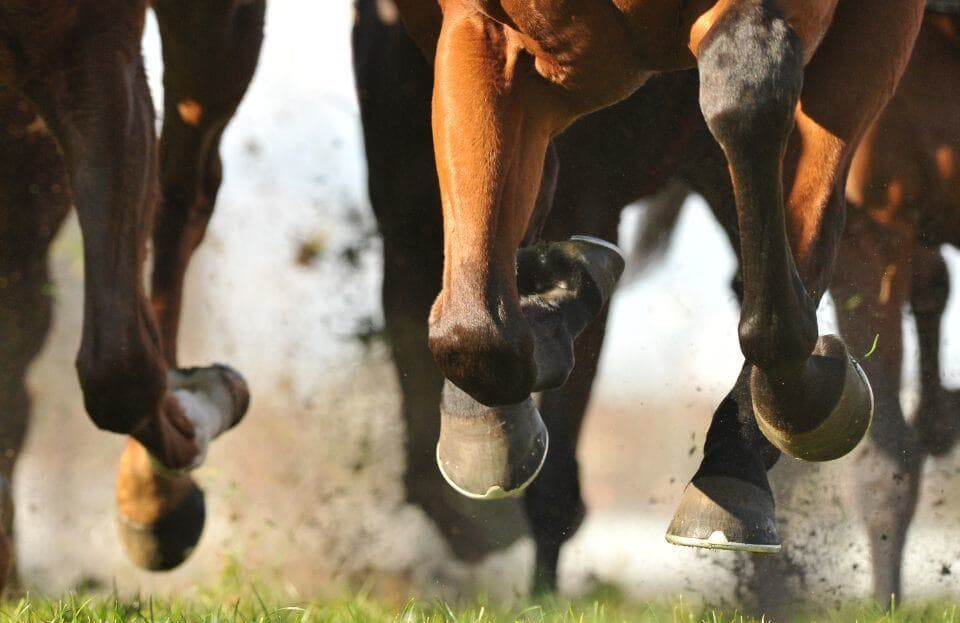Close-up of galloping horses' legs kicking up dirt during a race on a grassy track. - Home Instead