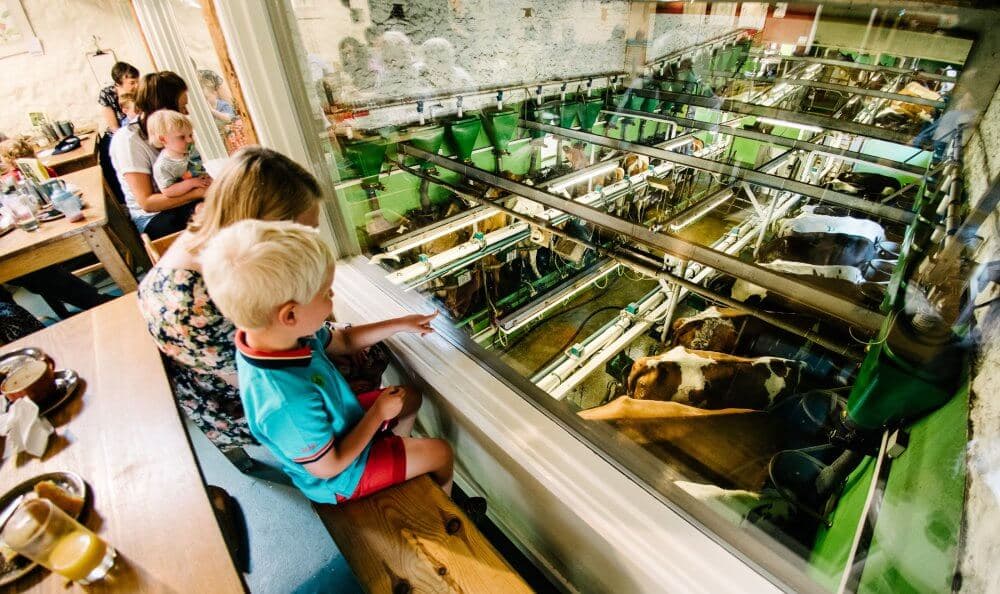 People sitting at a café, looking through a window at cows being milked in a farm's milking area. - Home Instead