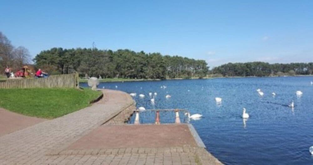 Lakeside view with swans swimming, people walking along a path, and trees in the background on a sunny day. - Home Instead
