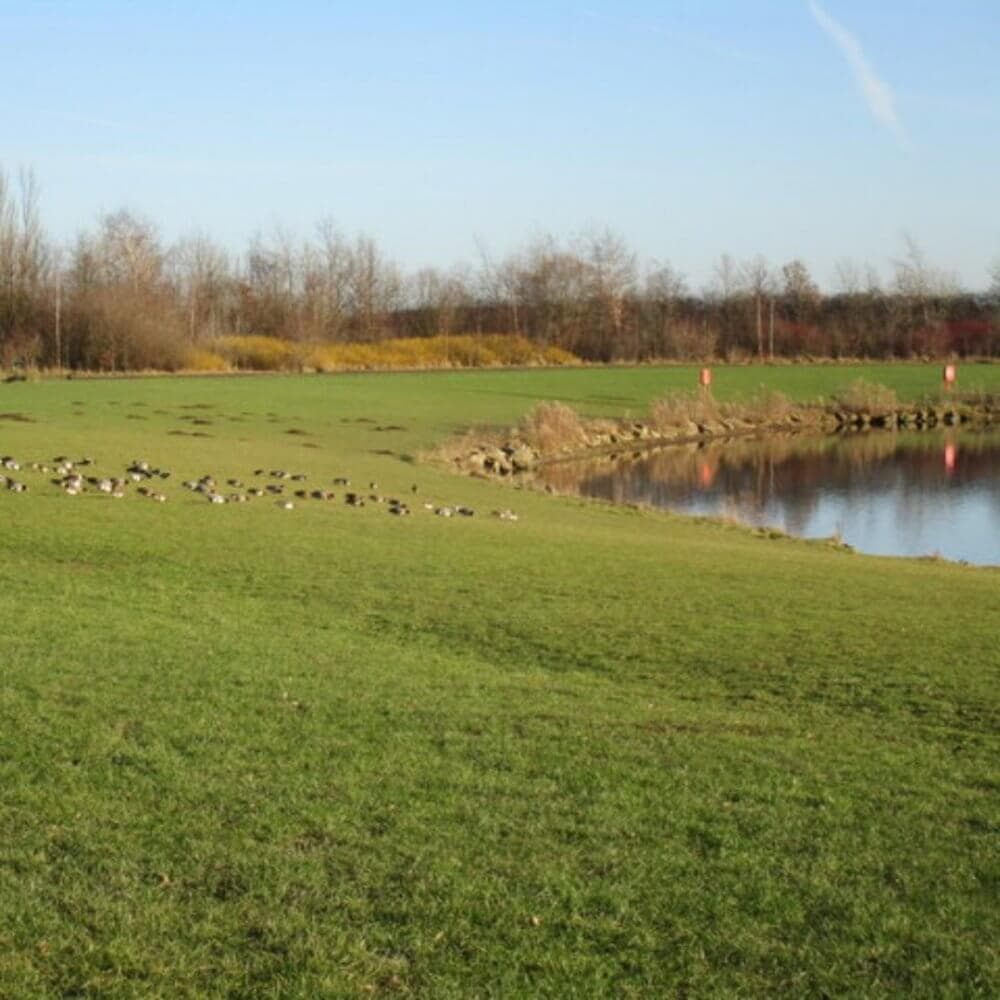A grassy field with ducks by a calm lake, surrounded by leafless trees under a clear blue sky. - Home Instead