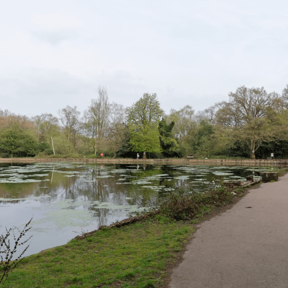 A serene park scene with a large pond covered in lily pads, a pathway, and trees in the background. - Home Instead