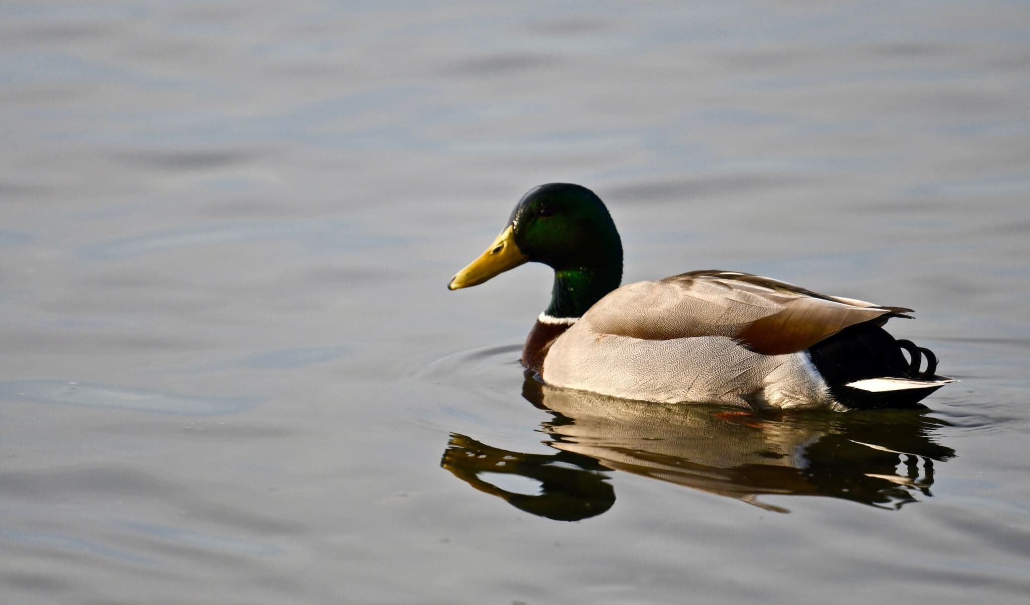 A male mallard duck with a green head and yellow bill swims in calm water. - Home Instead