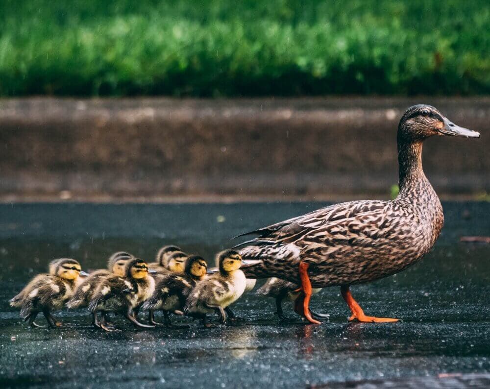Fun Places to Feed the Ducks In and Around Widnes