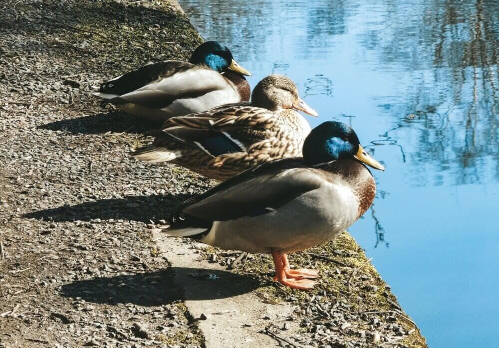 Fun Places to Feed the Ducks Around Cambridge