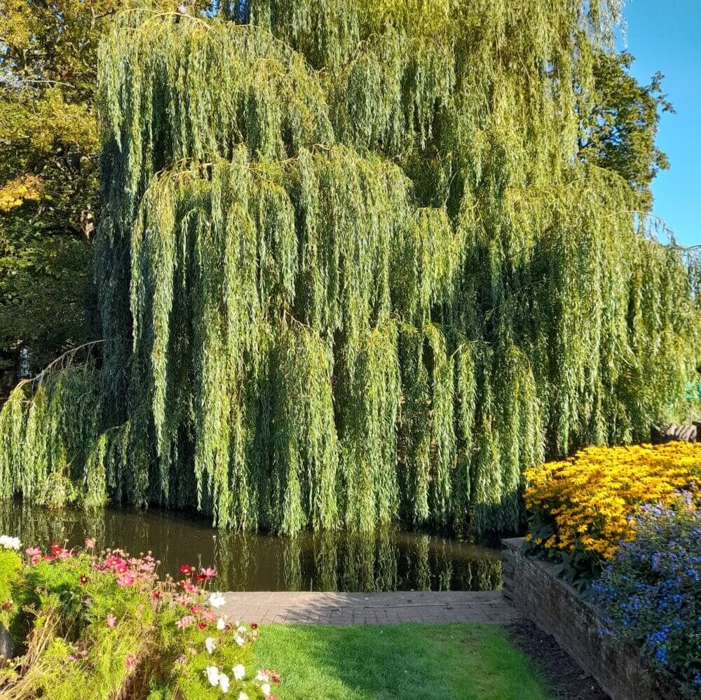 The 5 Best Local Parks & Gardens in Cambridge