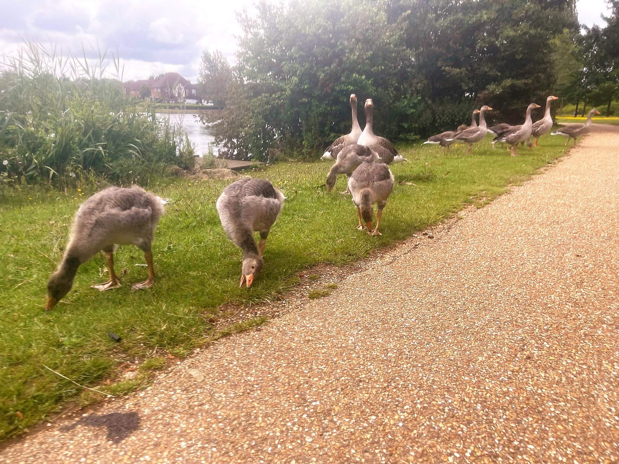 A group of geese and goslings graze on grass near a pathway by a lake with trees in the background. - Home Instead