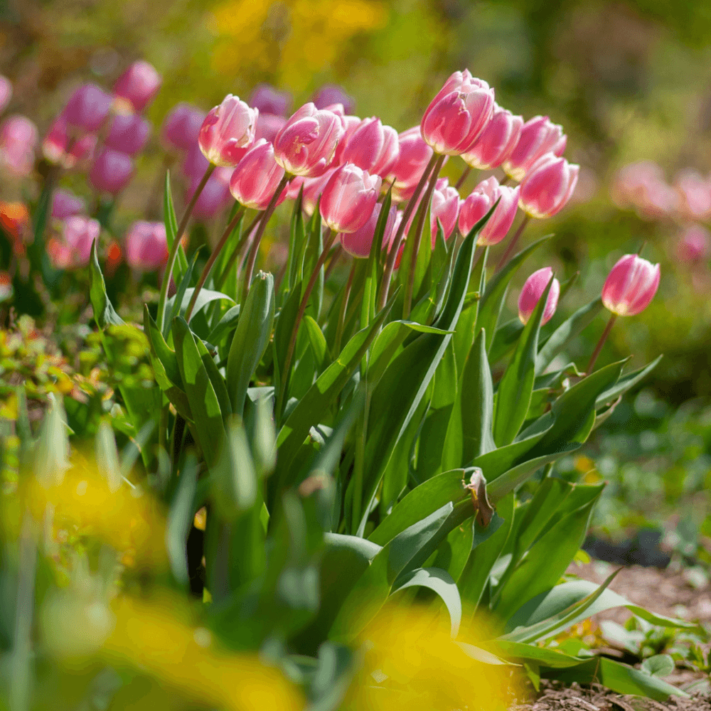 Pink tulips in full bloom in a vibrant garden with green leaves and a bright, colorful background. - Home Instead