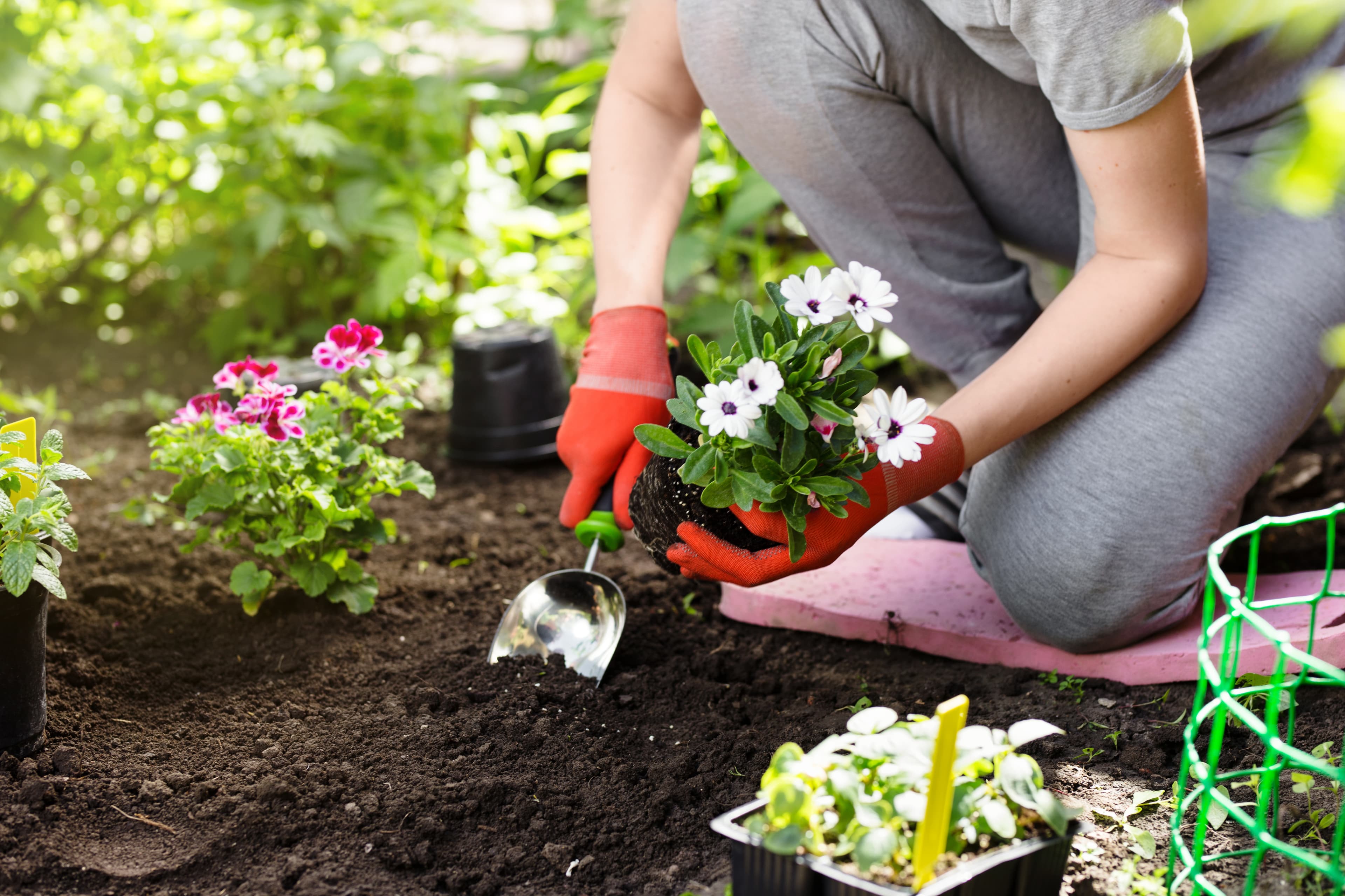 Person wearing red gloves planting flowers in a garden with a small shovel, surrounded by various potted plants. - Home Instead