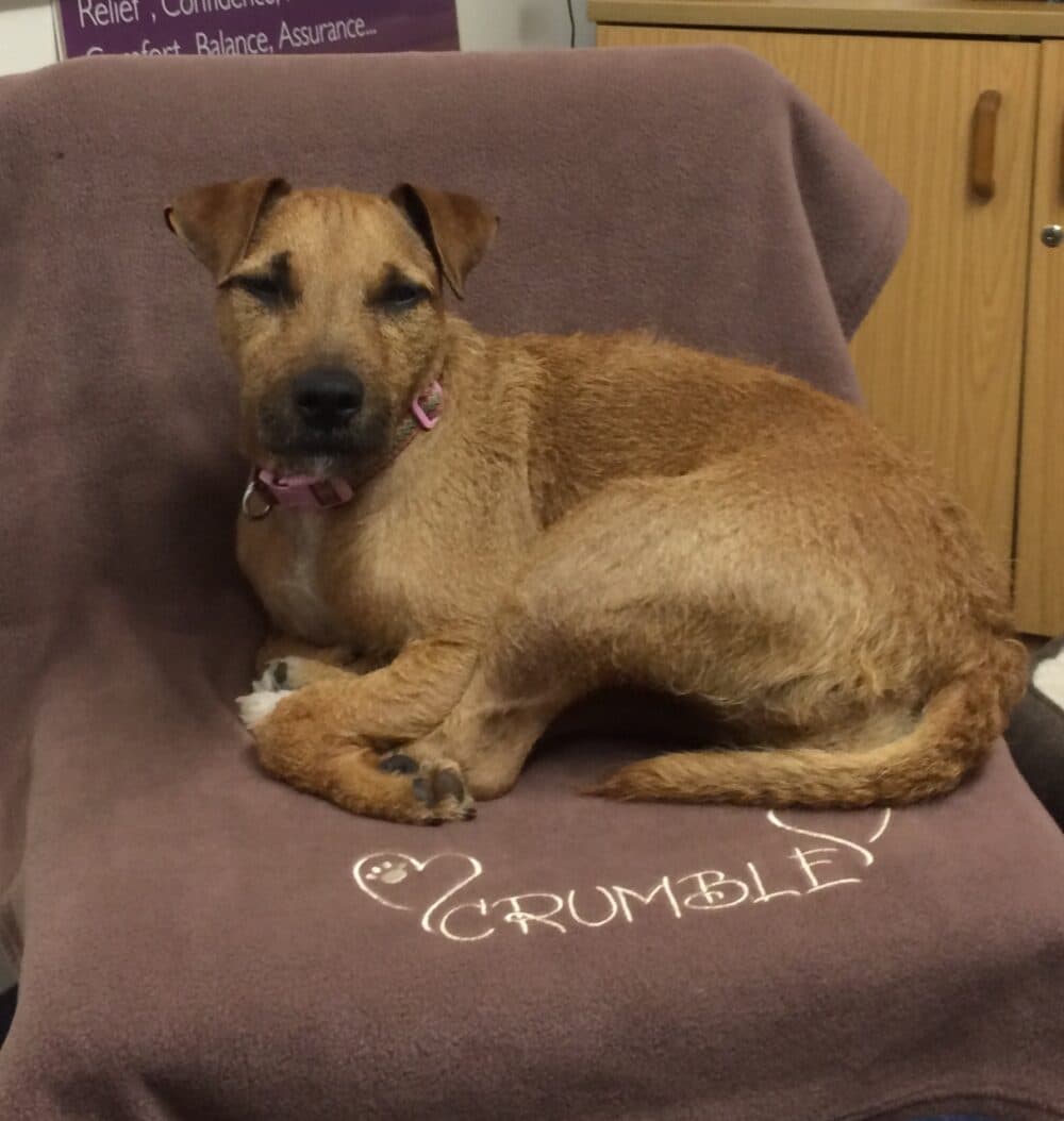 Good bye Crumble…….