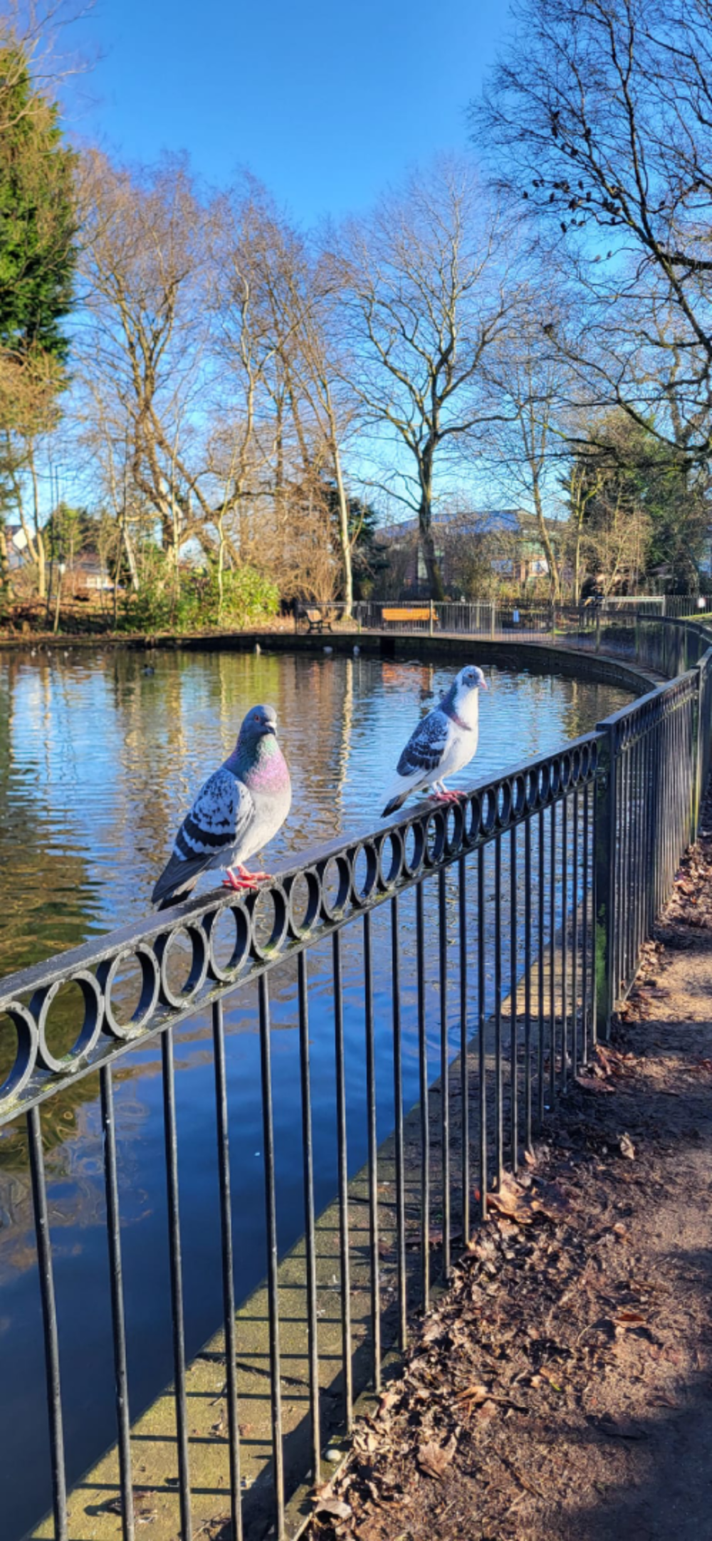 Two pigeons perched on a black metal fence by a pond in a park on a sunny day. - Home Instead