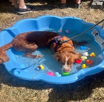 Winslow Show