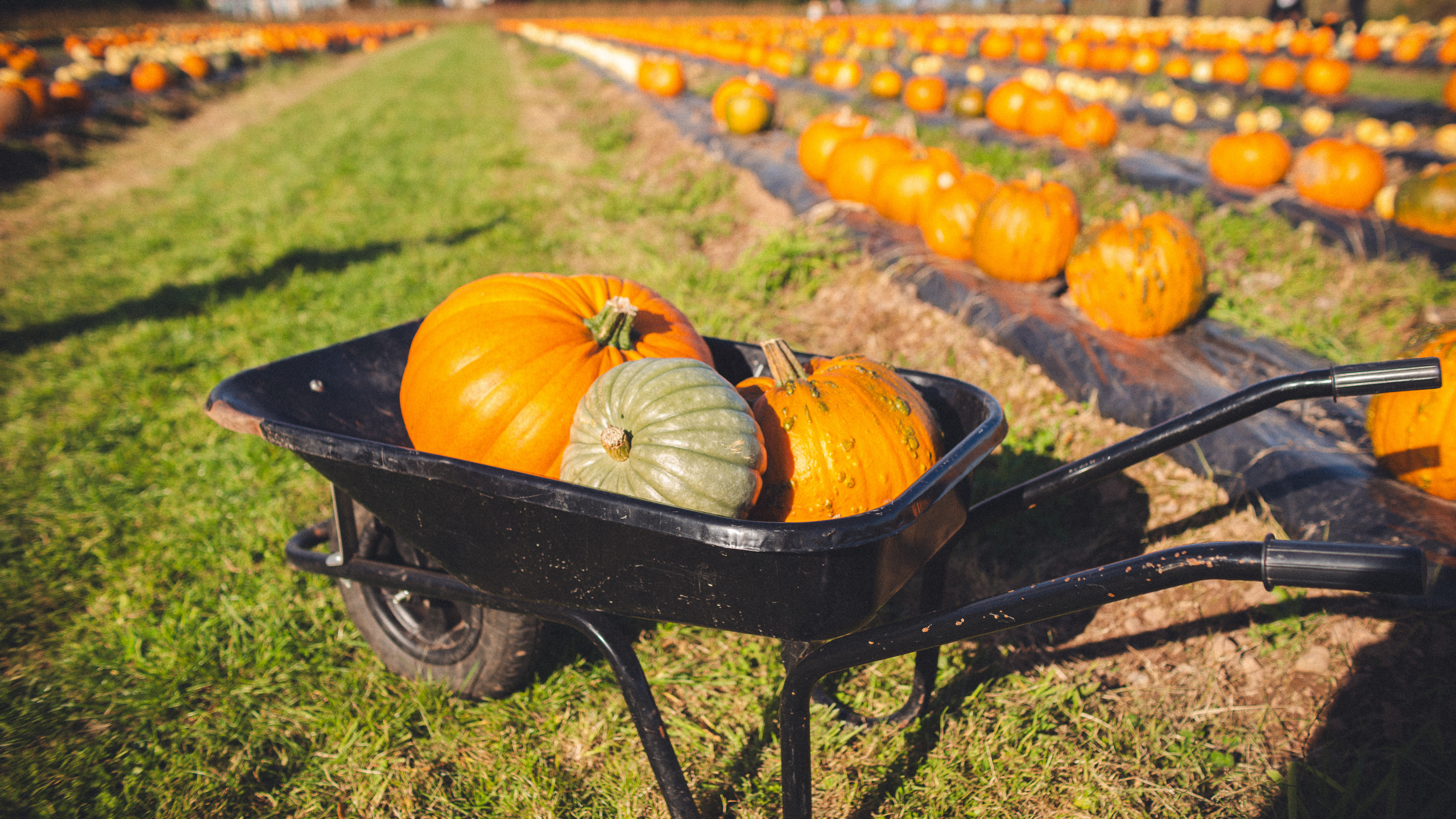 5 Ideas for leftover pumpkins this October!