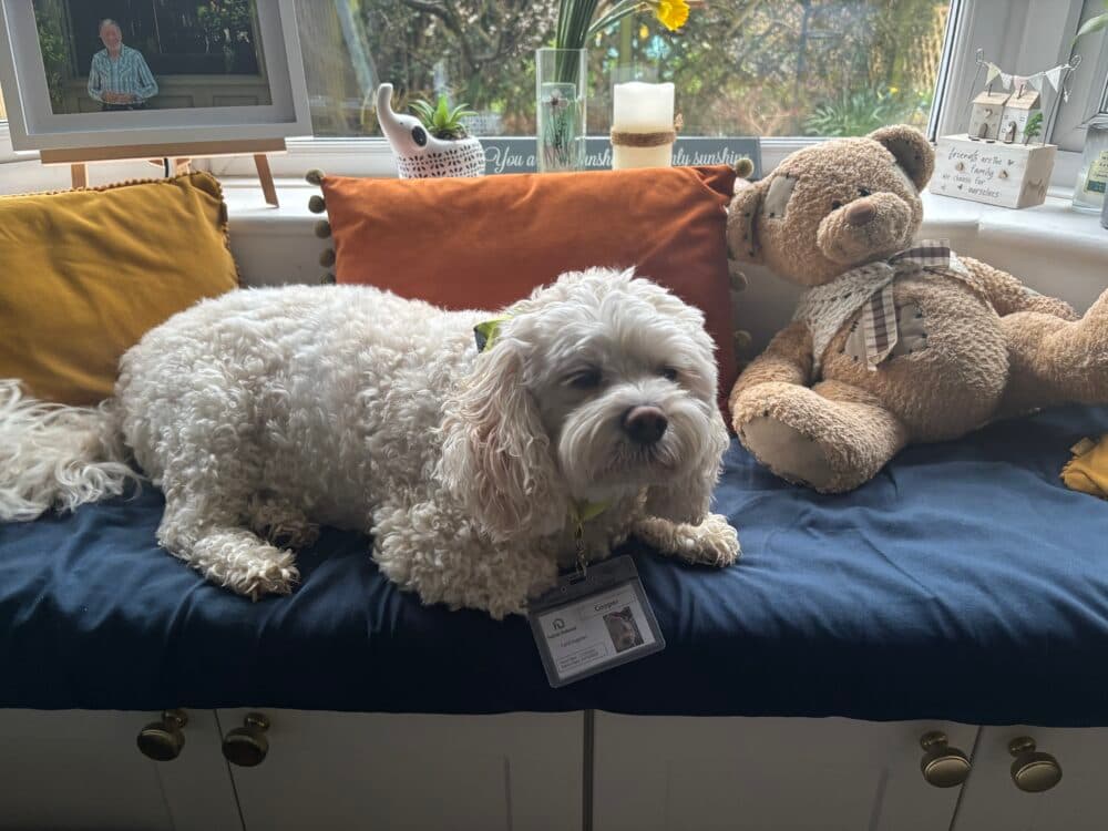 A fluffy white dog with an ID badge lies on a blue cushion next to a teddy bear and yellow cushions. - Home Instead