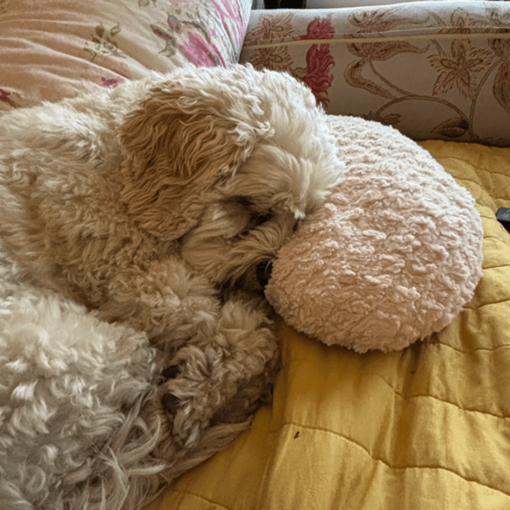 A fluffy white dog is sleeping with its head on a soft, round, pink cushion on a yellow blanket. - Home Instead