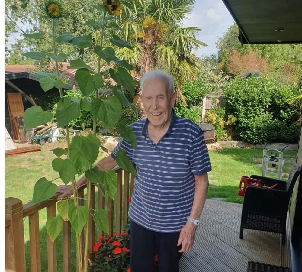 big-sunflower