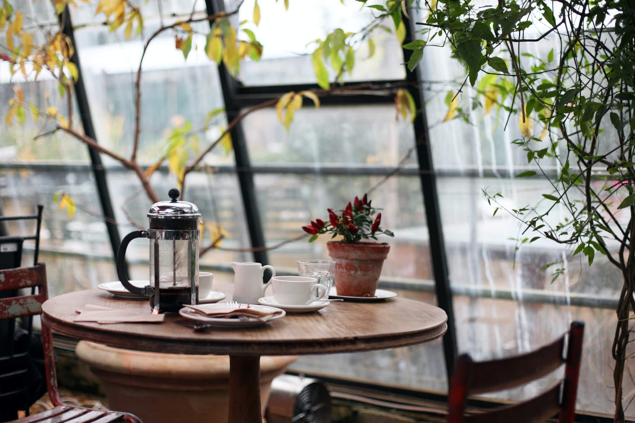 A cozy café table with a French press, cups, and potted plants, set in a sunlit greenhouse with leafy trees. - Home Instead
