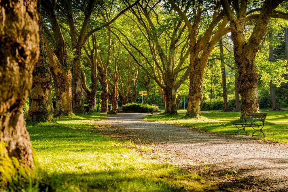 A scenic pathway under a canopy of trees in a sunlit park, with a lone green bench on the right side. - Home Instead