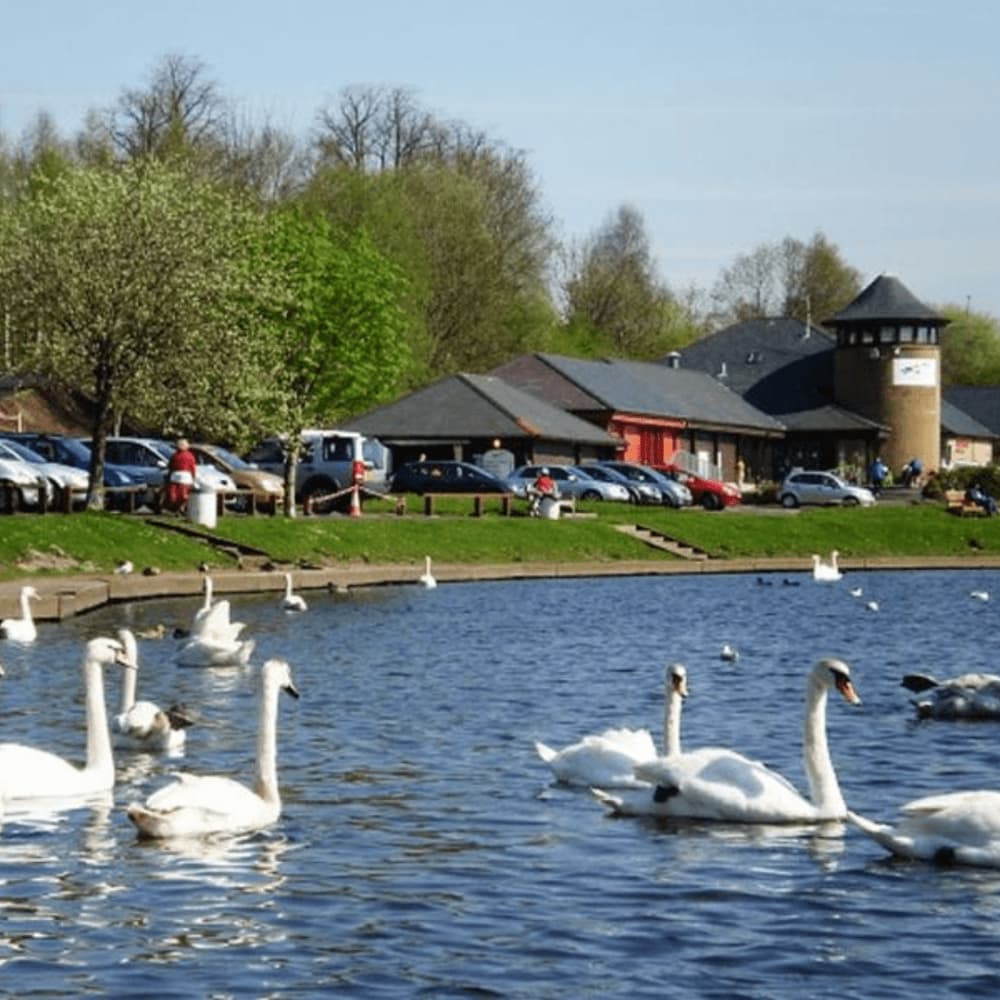 RSPB Lochwinnoch and Castle Semple - Swans swimming on a serene lake next to park with buildings and parked cars in the background on a sunny day. - Home Instead Renfrewshire and Barrhead home care services
