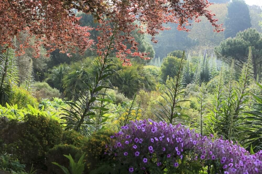 A lush garden with tall green plants, blooming purple flowers, and a canopy of reddish leaves under a partly cloudy sky. - Home Instead