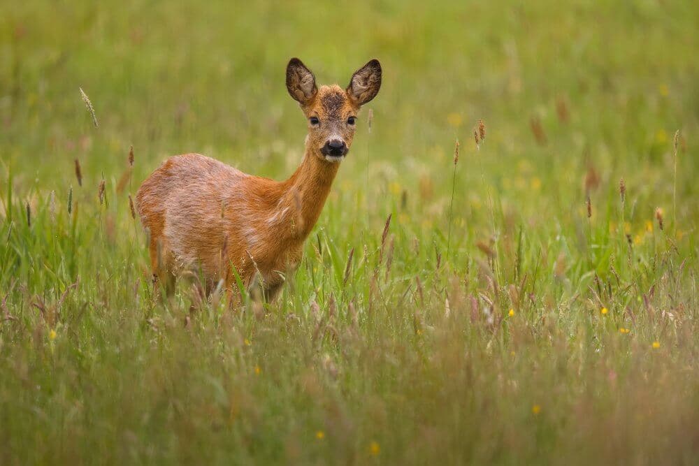 A deer with large ears stands alert in a grassy field with a blurred green background. - Home Instead