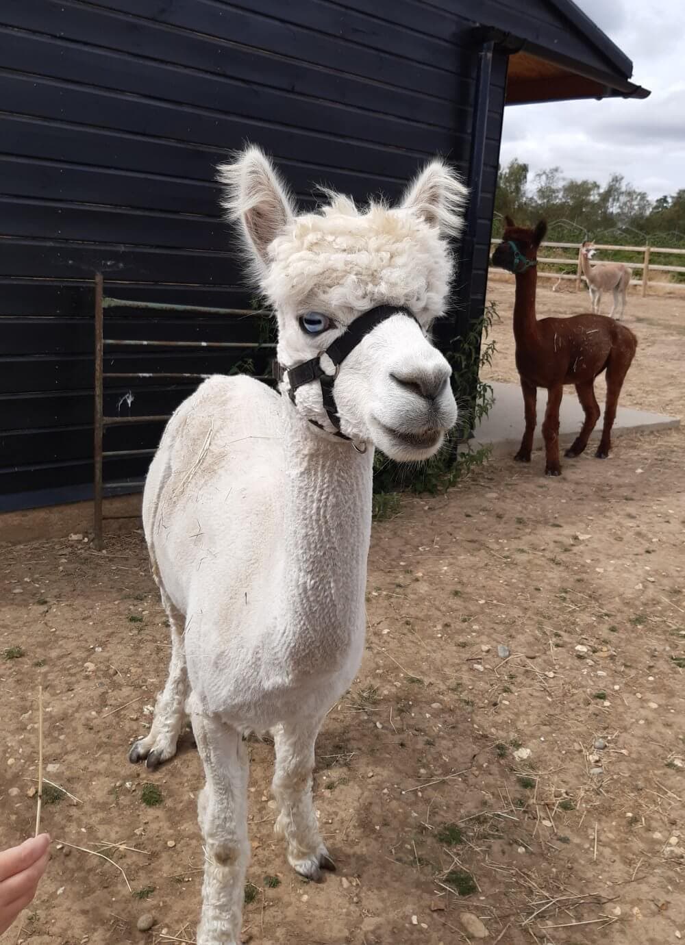A white alpaca with a halter stands in a pen, with a brown alpaca and a dark building in the background. - Home Instead