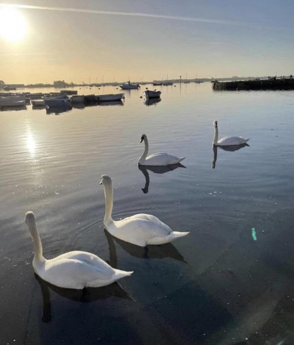 Four swans glide across a calm lake at sunrise, with boats in the background and reflections on the water. - Home Instead