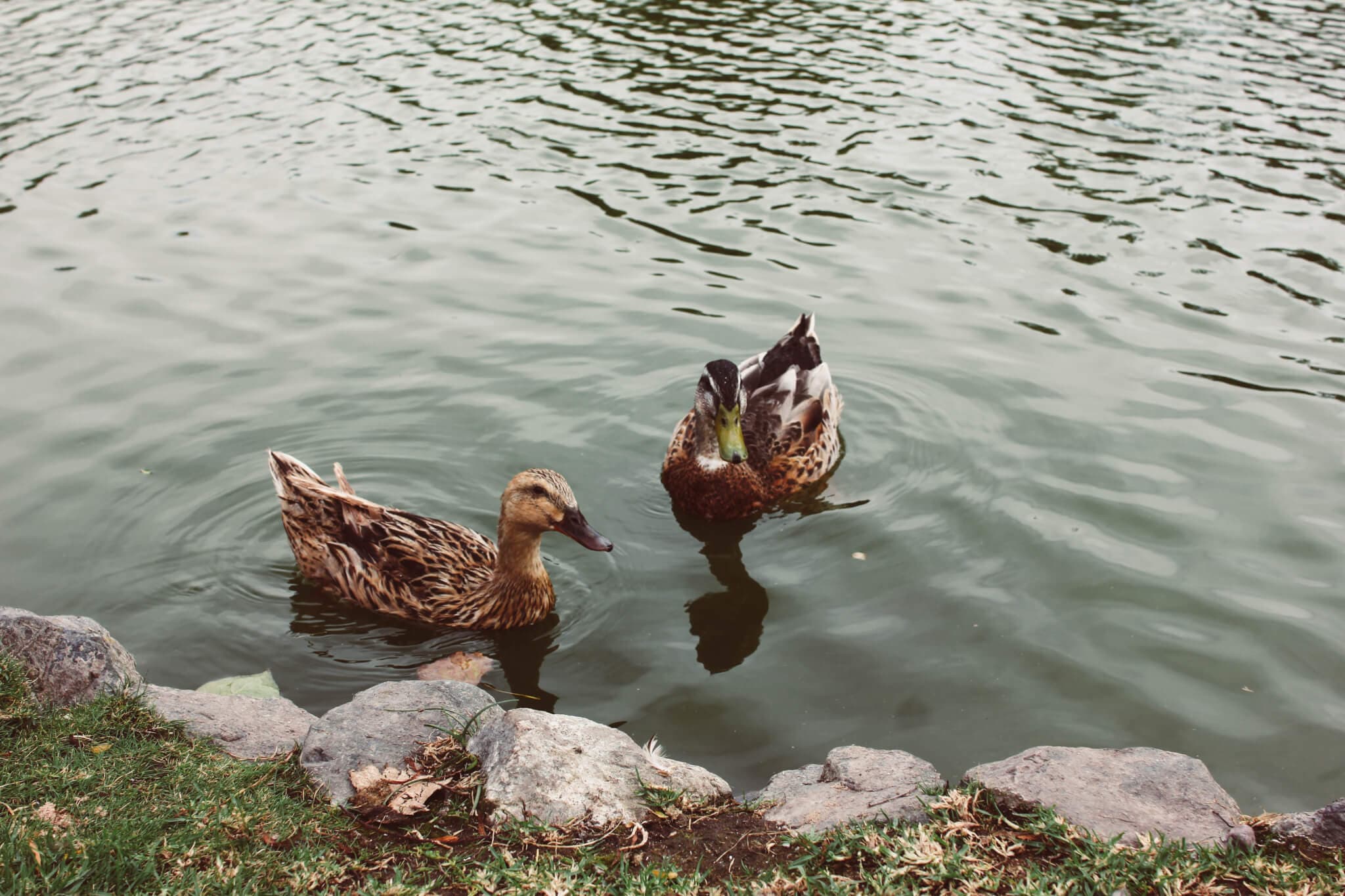 Two ducks swimming near the rocky edge of a calm pond, with ripples on the water's surface. - Home Instead